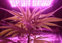 Understanding the Health Benefits of Different Cannabis-Based Derivates