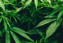 How to Gather Knowledge on Cannabis: Essentials You Need to Know